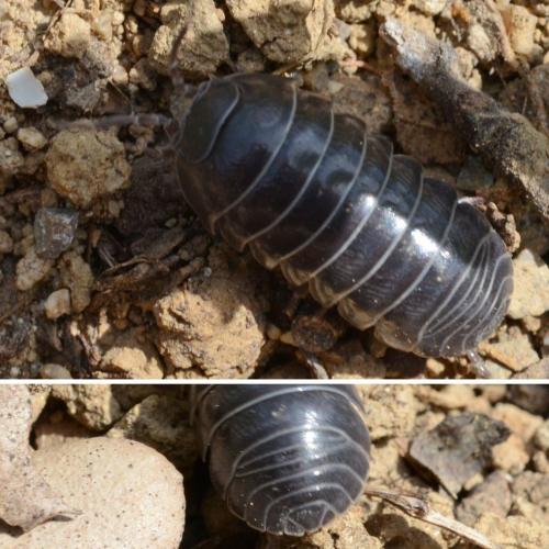 Armadillidium vulgare